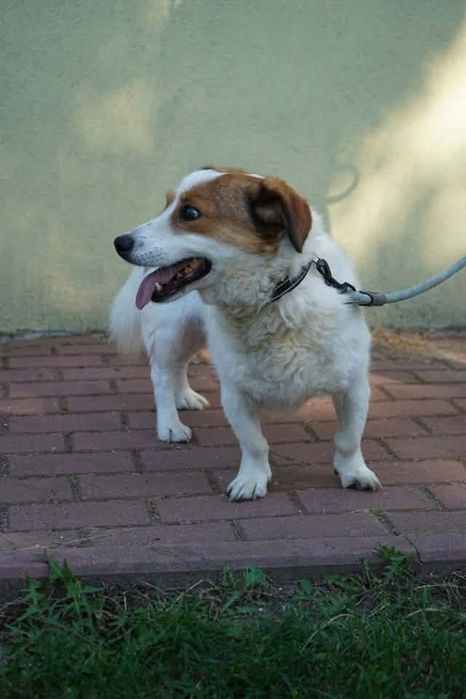 Niewidomy psinka do adopcji