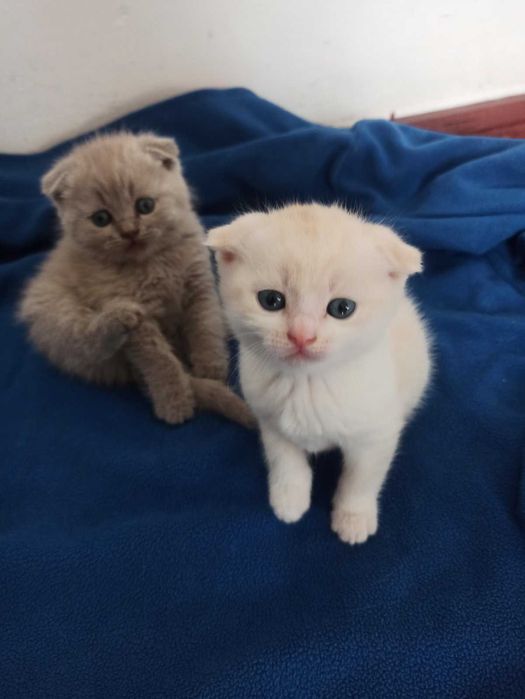 Висловухе біло-кремове кошеня