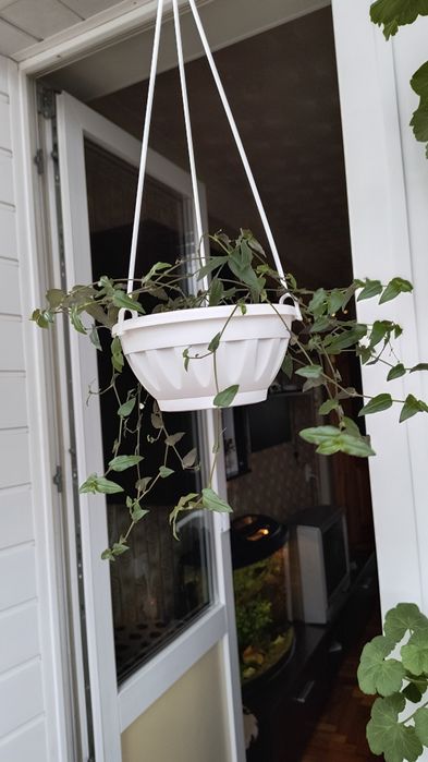 Традесканция мелколистная