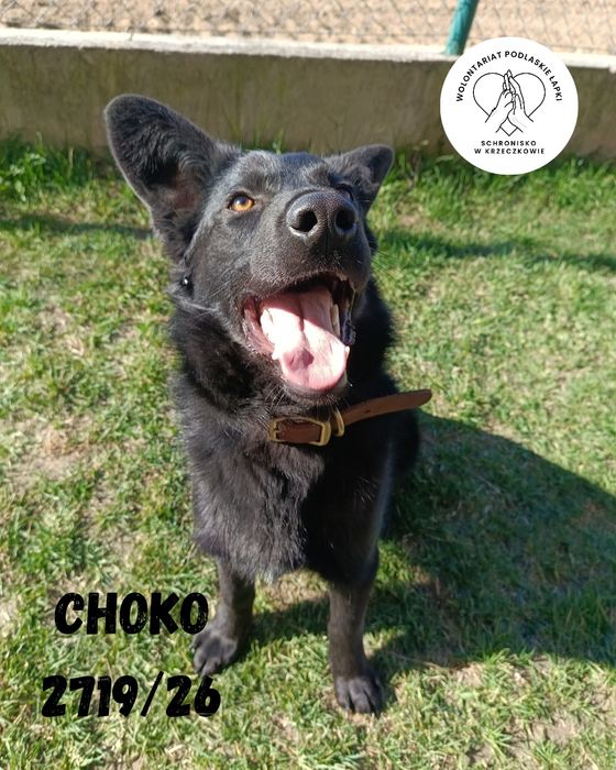 Szczeniak Choko szuka domu