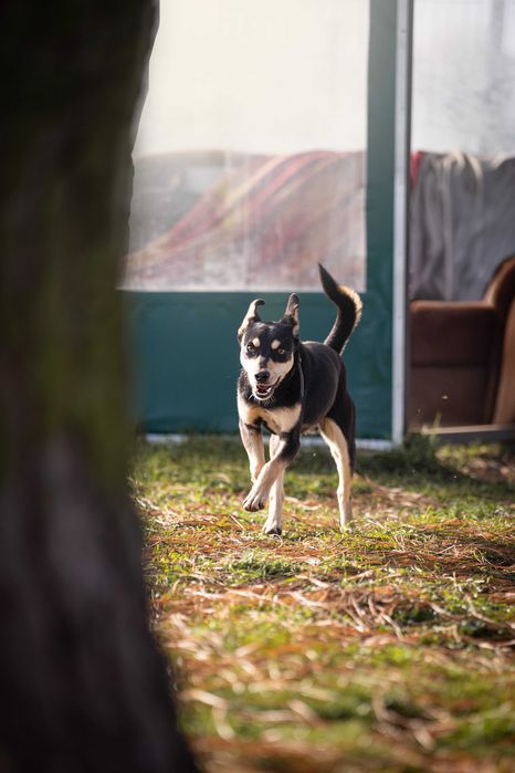 Młodziutki Rysiu szuka domu!