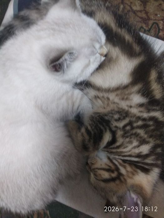 Шотландські котинята