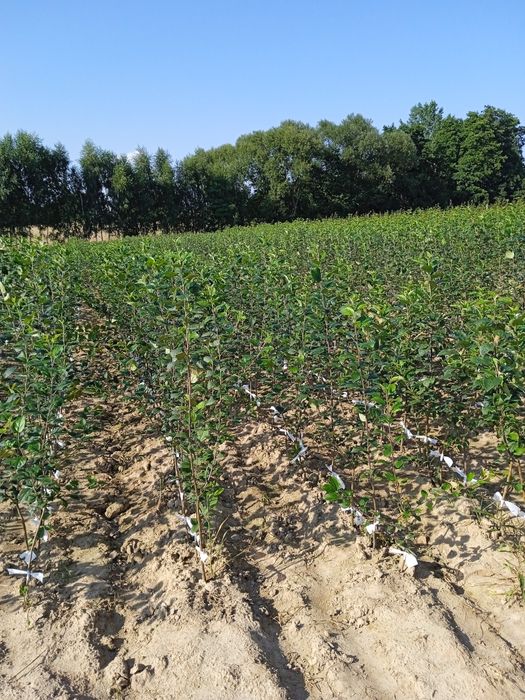 Drzewka Owocowe Wysyłka jabłoń gruszka śliwa wiśnia Producent