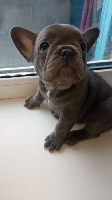 Французский бульдог