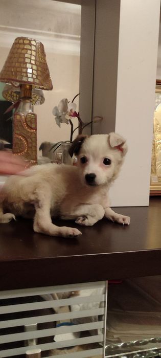 Отдам бесплатно щеночка 2 месяца