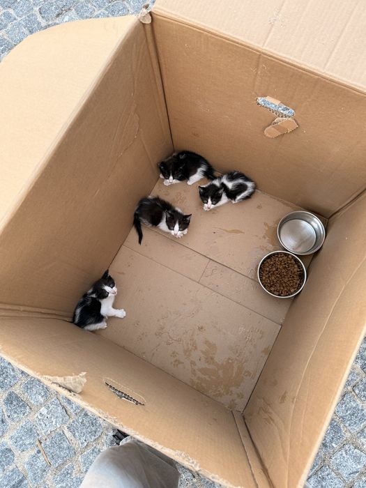 Gatos para adoção Viana do Castelo