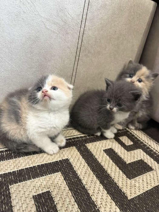 Шотландські весловухі кошенята