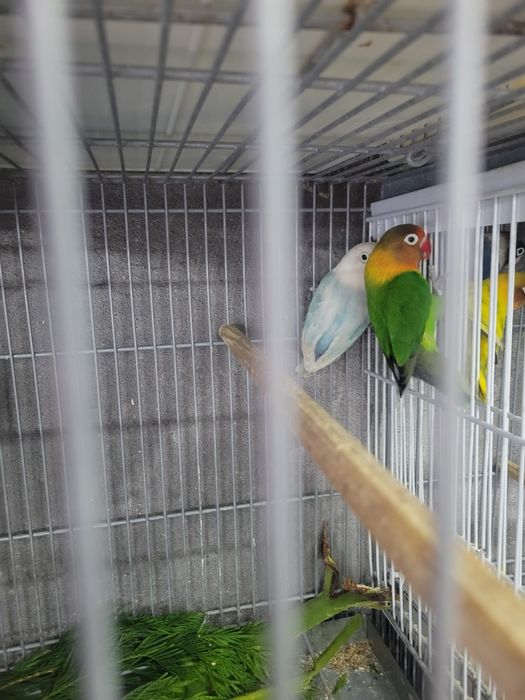 Várias aves disponíveis