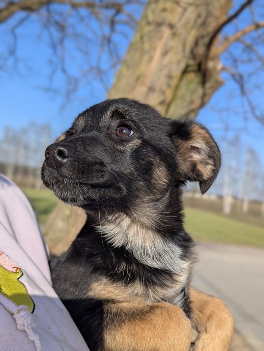 Malutka Róża szuka domu