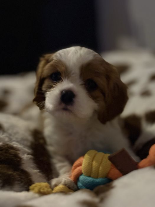 Cavalier King Charles Spaniel FCI piesek blenheim