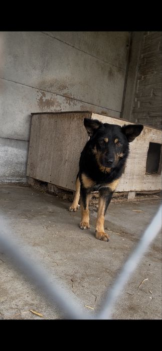 Pomocy! Hektor nadal bez domu