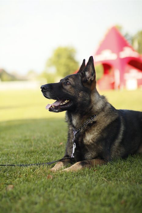 Кінолог | Дресирування собак у Мукачеві