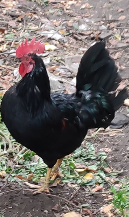 Куротерапия петушки , петухи ,