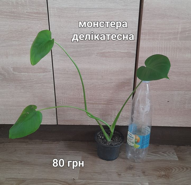 Спатифілум, стреліція, калатея, драцена, монстеоа, хомаломена