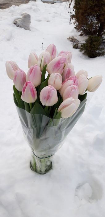 Тюльпани зріз, оптом.