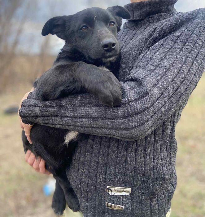 Бесплатно в добрые руки охрана.Щенок шесть месяцев.