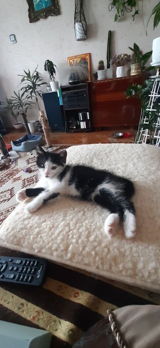 Котик, кошення, безкоштовно