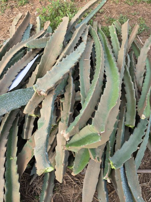 Mudas [ plantas] de Pitayas de diversas Variedades.