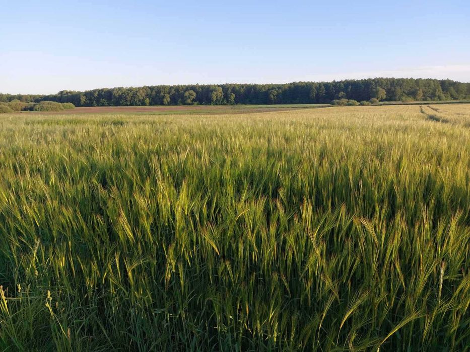 Продам  озиму пшеницю та озимий ячмінь