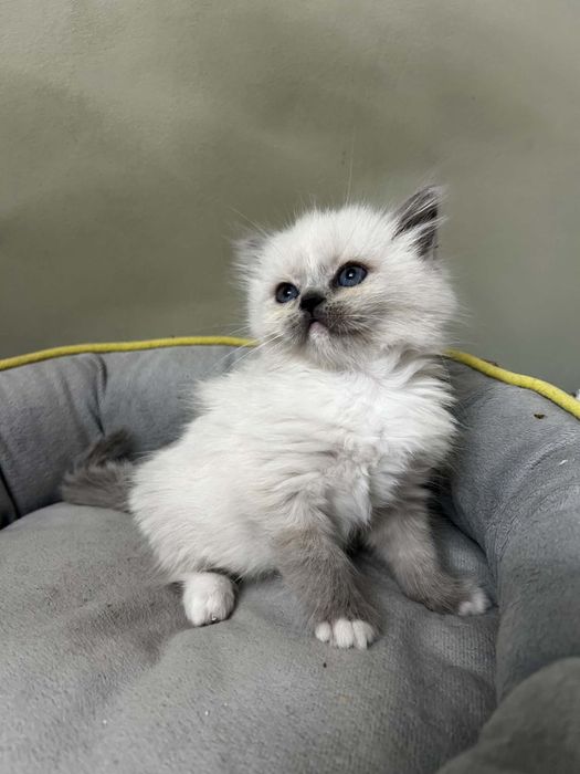Ragdoll Blue mitted