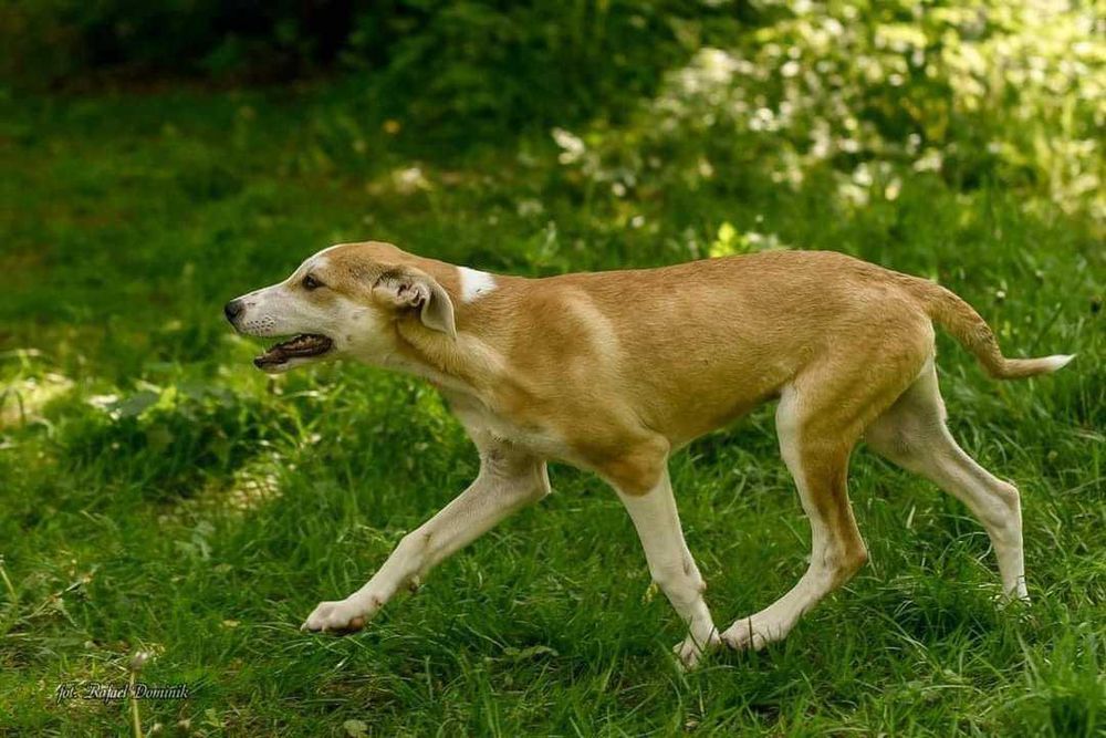 Szczeniak do adopcji!