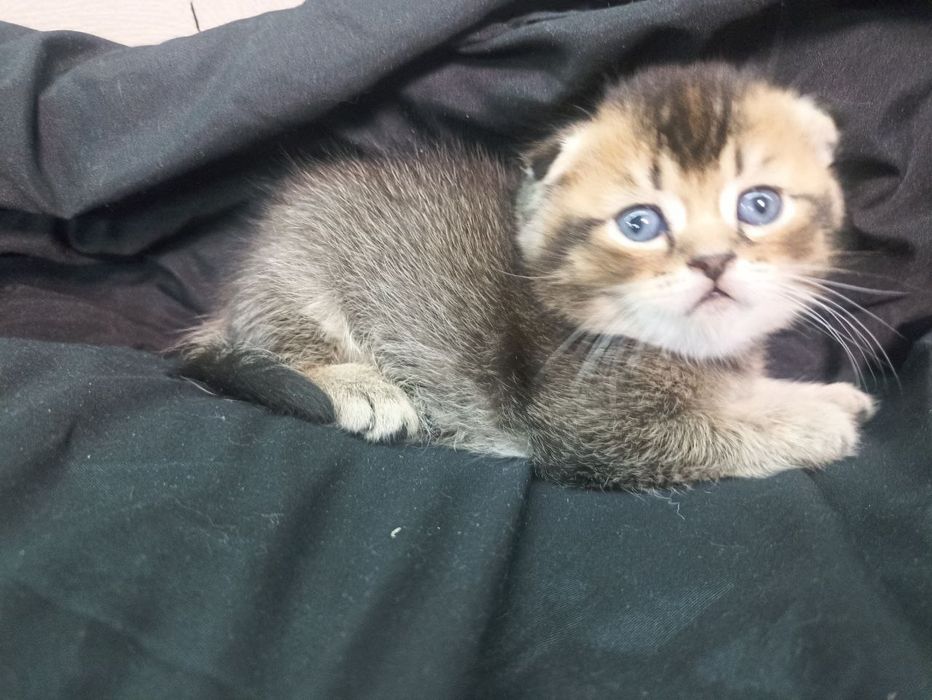 Обери члена сім'ї