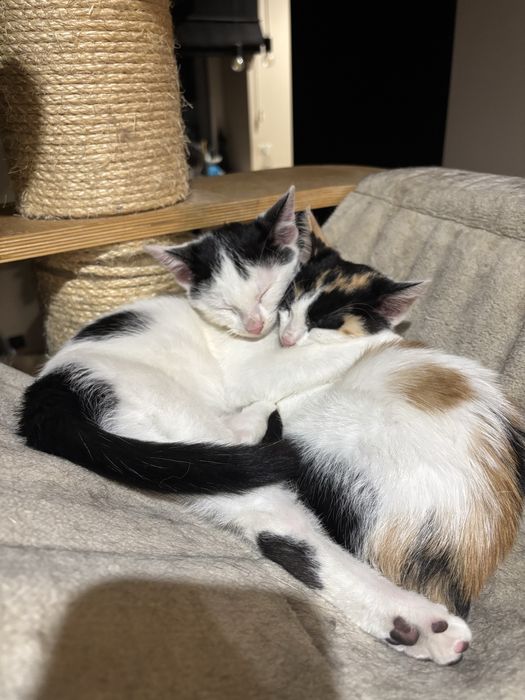 Zuma i Sima szukaja domu!