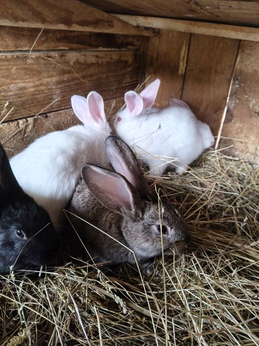 Кролики полтавського срібла і панон