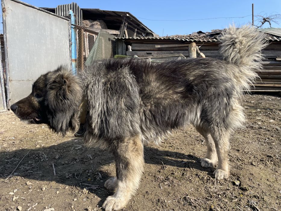 Вʼязка кавказька вівчарка