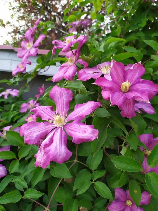 Хризантеми, клематіси
