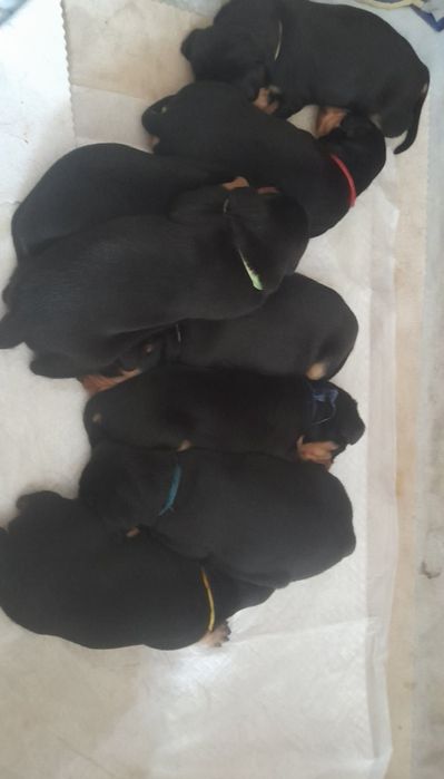 Продаж цуценят УКГ