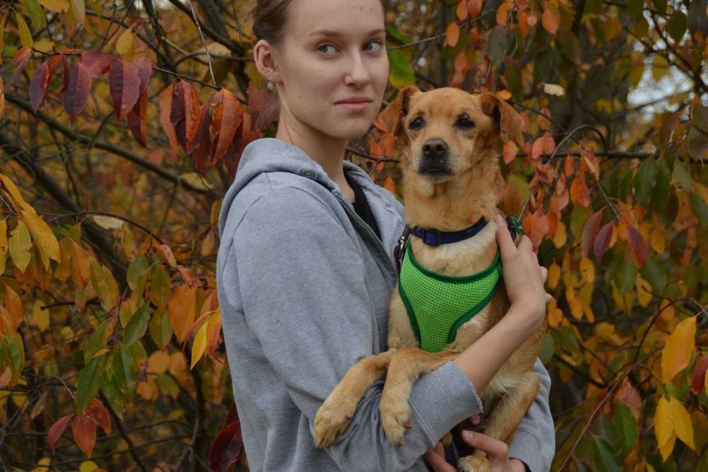 Piortuś Pan - kochana, ciepła psia dusza, delikatny psiak do adopcji.