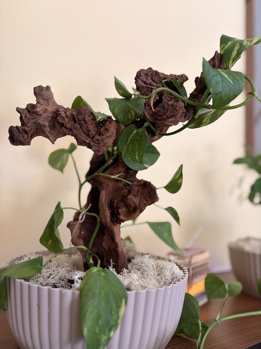 Planta jiboia em tronco