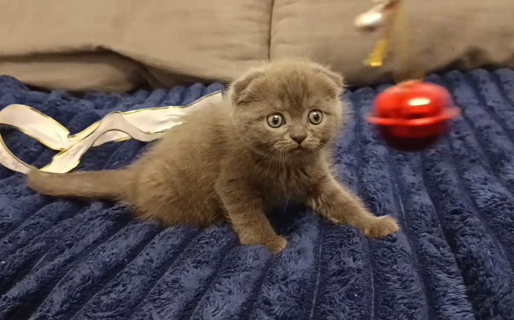 Милый шотландский вислоухий котёнок, мальчик, фолд