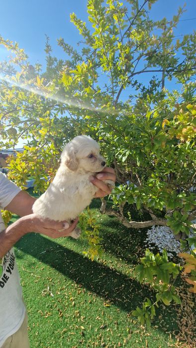 Maltipoo  disponível