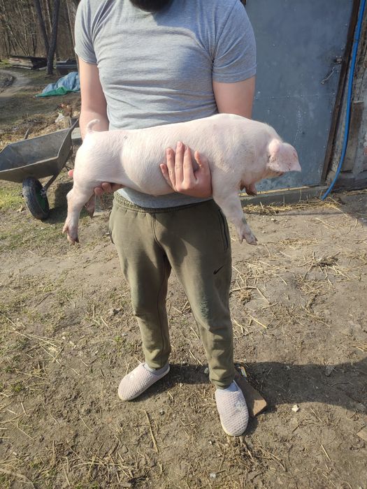 Поросятка  Петрен Ландрас макстер