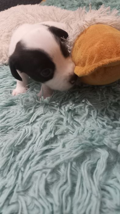 Щенки Джек Рассел