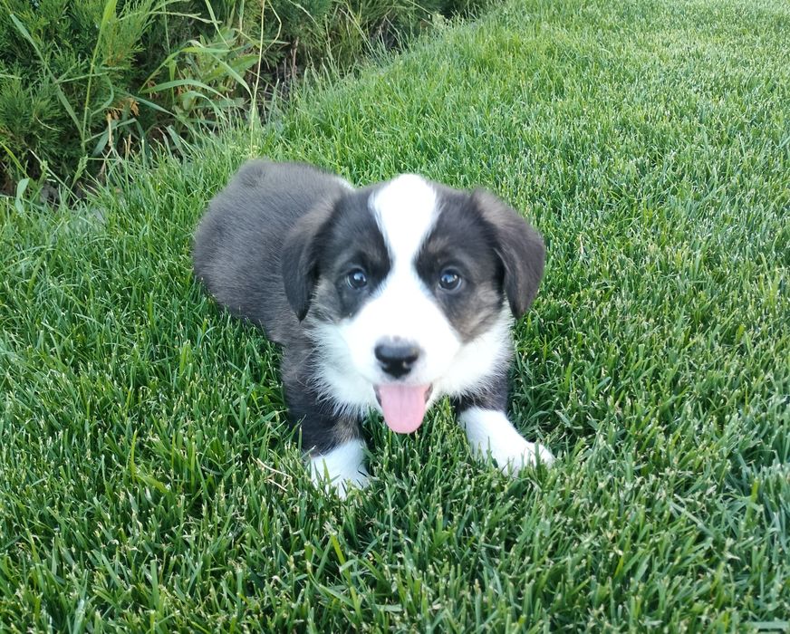Welsh Corgi Cardigan