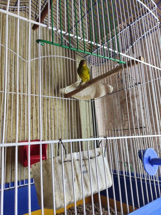 Клетки для кенора