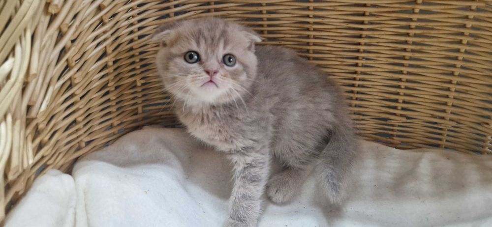 Kocurek Szkocki liliowy pręgowany zwisłouchy