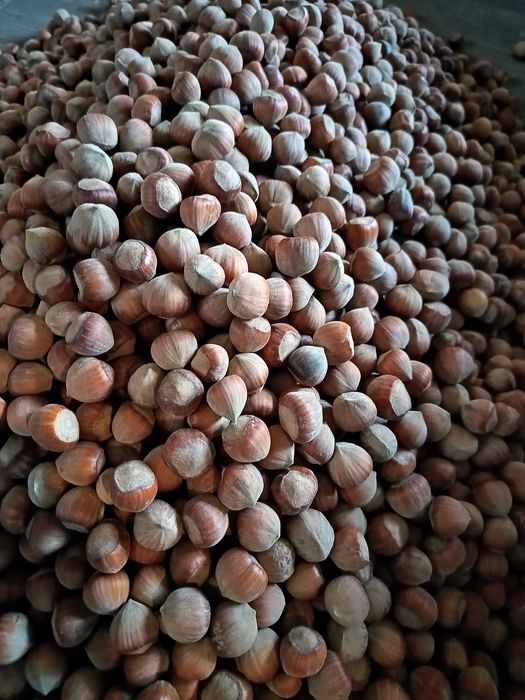 Orzechy laskowe 2kg