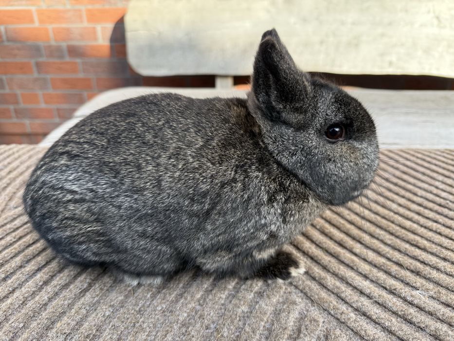 Karzelek żelazisty samiec