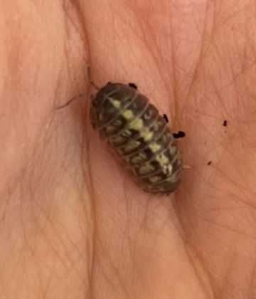 Armadillidium Santa Lucia isopody równonogi kulanki Jelly Beans