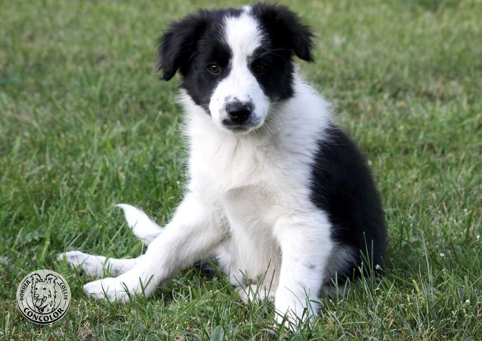 Border Collie Coli - piesek standard czarno-biały. Rodowód, przebadani rodzice.