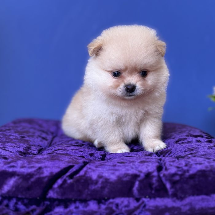 хлопчик шоу классу тип ведмедика