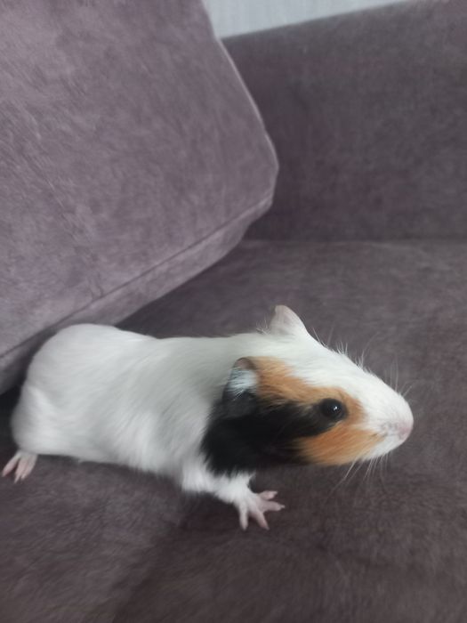 Продам морську свинку