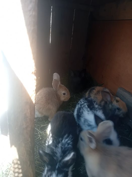 Króliki młode...