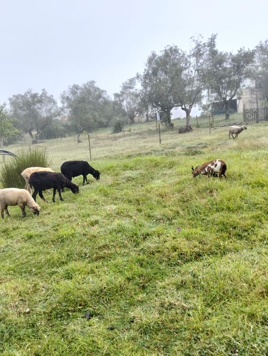 Vendo cabras anãs