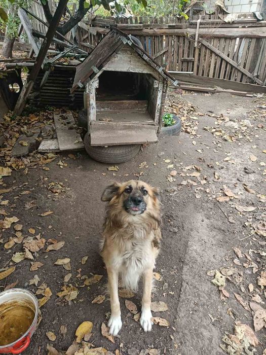 Песик шукає гарну сім'ю