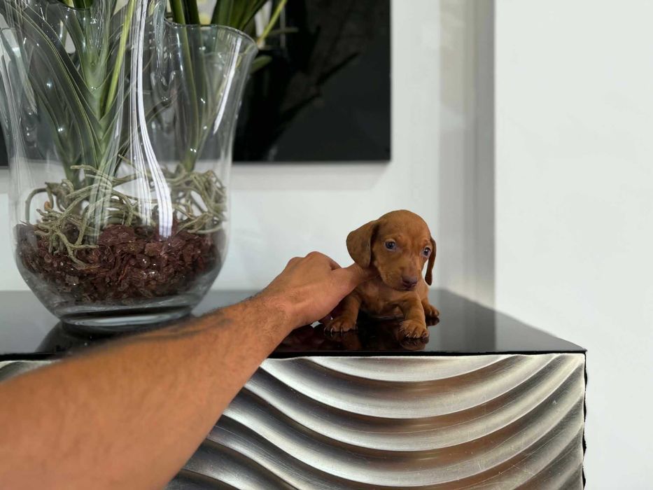 Teckel Kaninchen MACHO   Castanho   com LOP E AFIXO